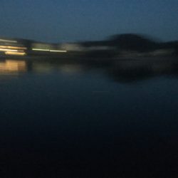 アジがいっぱい！