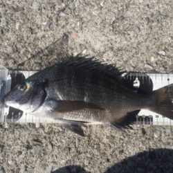 重富港 チヌ 沈め釣り