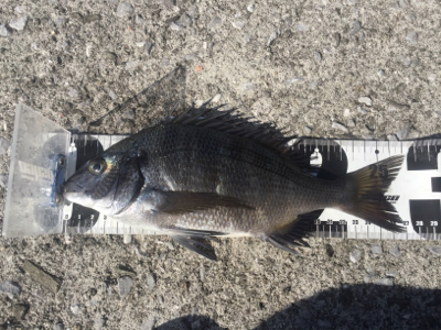 重富港 チヌ 沈め釣り