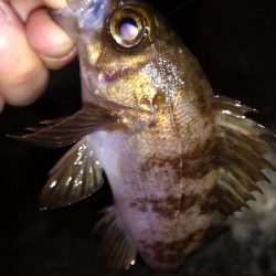 ナイトメバリング