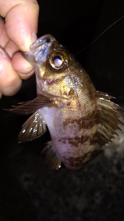 ナイトメバリング