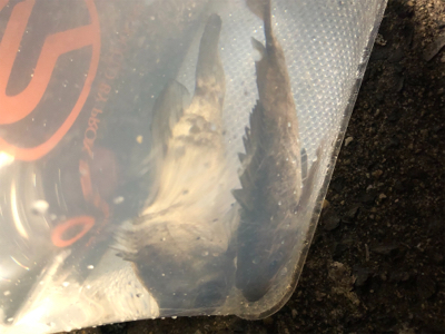 明石メバリング