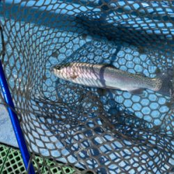 プールフィッシング