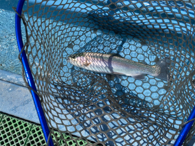 プールフィッシング