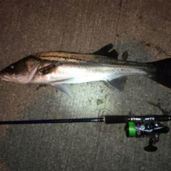 アジ　シーバス