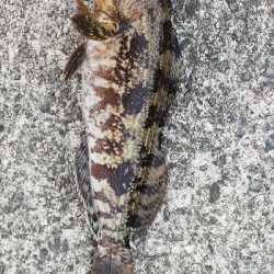 出ましたポン級