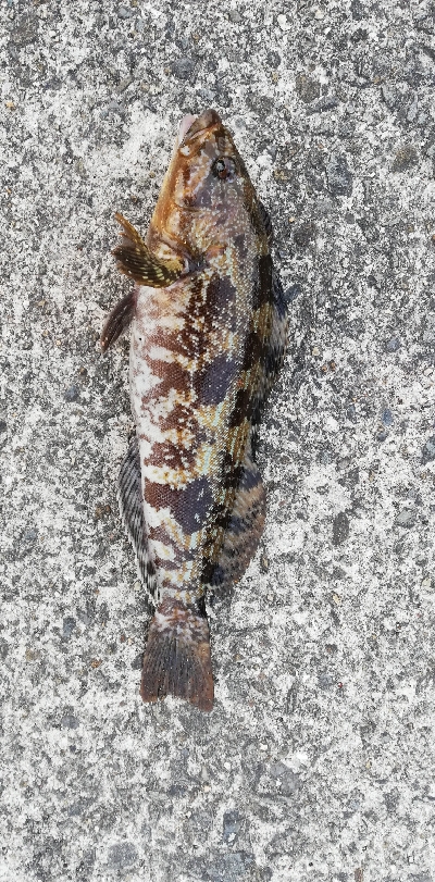 出ましたポン級