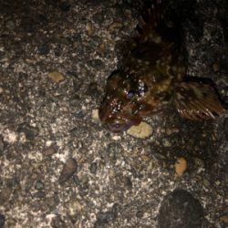 カサゴしか釣れない