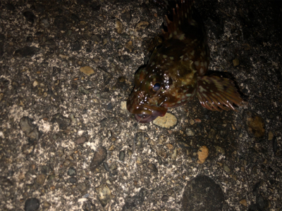 カサゴしか釣れない