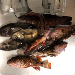 シラサエビの胴付き探り釣り