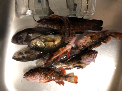 シラサエビの胴付き探り釣り