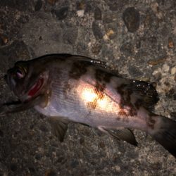 フロートゲーム