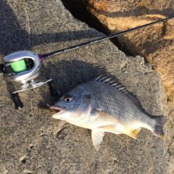 淀川ブリームゲーム