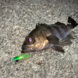 メバルプラッキング