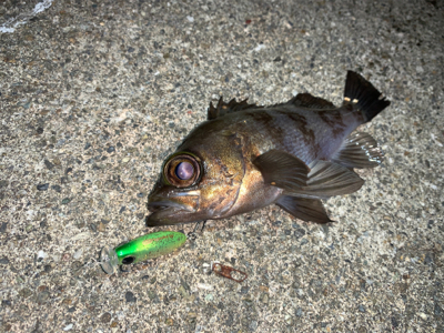 メバルプラッキング