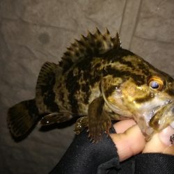 ライトゲーム好調