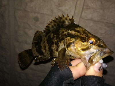 ライトゲーム好調