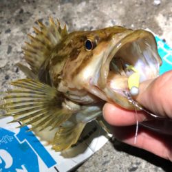 とある浅場のダブルヒット