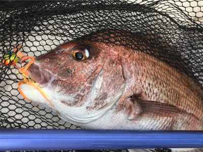 シロアマダイ出た! 中深海〜鯛ラバ