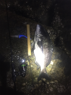 メバル鉄板ポイントに