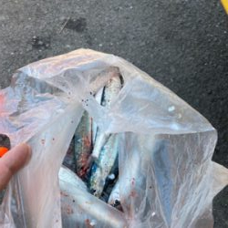 イワシ復活しました!