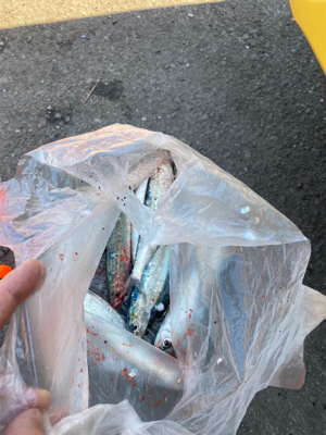 イワシ復活しました!