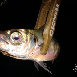 アジングまぁまぁ調子