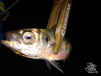 アジングまぁまぁ調子