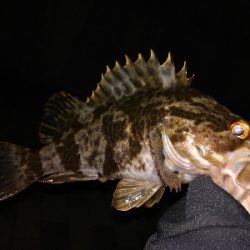 少し渋めのライトゲーム