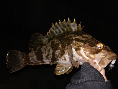 少し渋めのライトゲーム