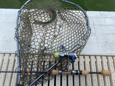 服部緑地　トラウト　