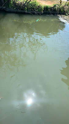 海は何も釣れないので用水路にてカープフィッシング！