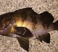 メバリング1900〜1935 2100〜2150