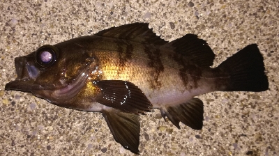 メバリング1900〜1935 2100〜2150