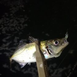 アジング 練習 127