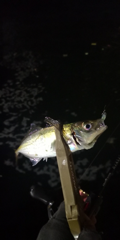 アジング 練習 127