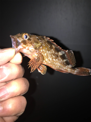 メバル、ガシラ