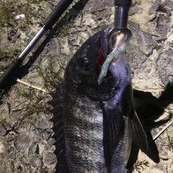 シーバスの予定がチニング？