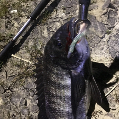 シーバスの予定がチニング？