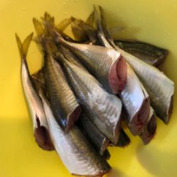 ファミリーフィッシング