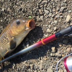 春の鯉釣り　carp fishing