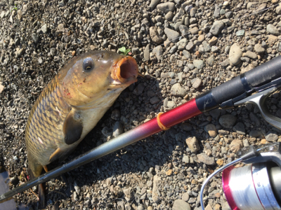 春の鯉釣り　carp fishing