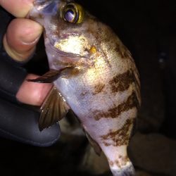 ナイトメバリング