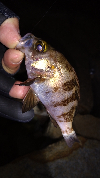 ナイトメバリング