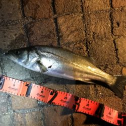 シーバス釣行！