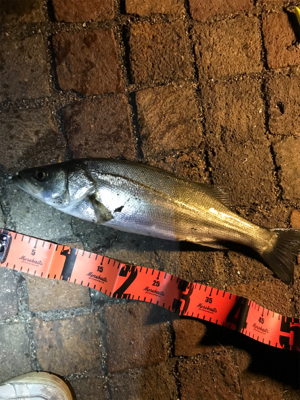 シーバス釣行！