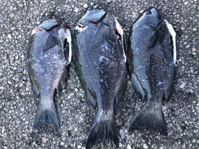 グレ４０センチ