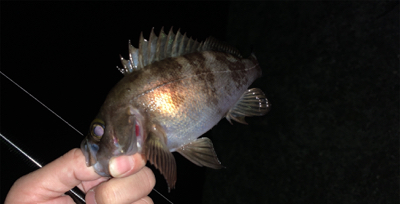 大潮は調子悪い？