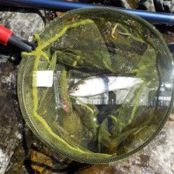 葛川アマゴ釣行