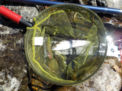 葛川アマゴ釣行